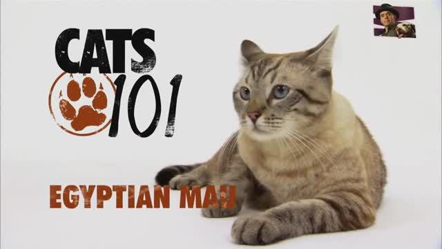 Египетская мау смотреть онлайн