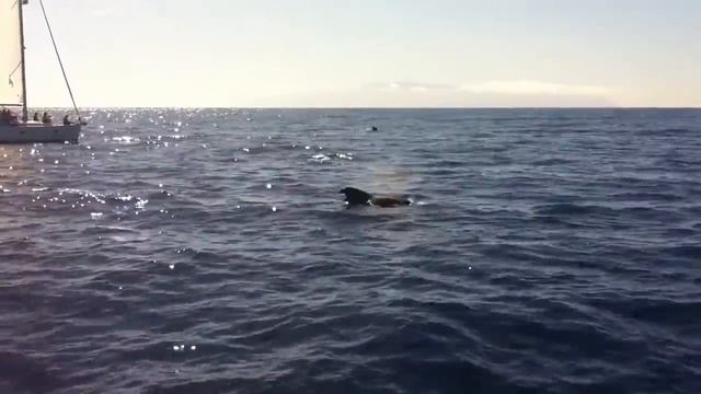 Морская прогулка по китам и дельфинам смотреть онлайн