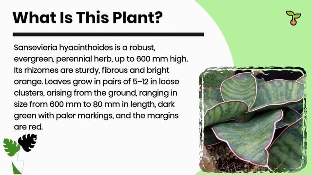 Sansevieria Hyacinthoides Guide And Tips For This Plant