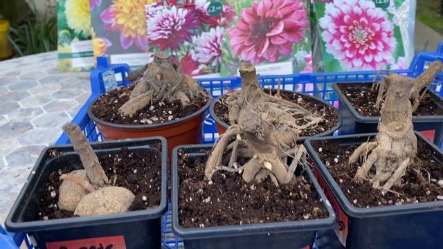 Георгины. Как посадить георгины в горшки и ящики. ЧАСТЬ 2. смотреть онлайн