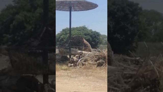 Сафари парк. Тель-Авив. Жираф. Израиль смотреть онлайн