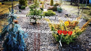 11 апреля 2023г. Большая потеря в моём хвойном саду ... Открыла розы.. результат их зимовки..