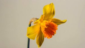 Цветы релакс музыка.4к.Blooming Flowers Timelapse.Music.mp4