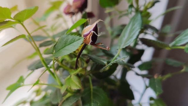 Xiaomi 13 Lite: camera test (4K, 30 fps) смотреть онлайн