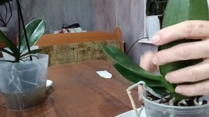 актара для орхидей