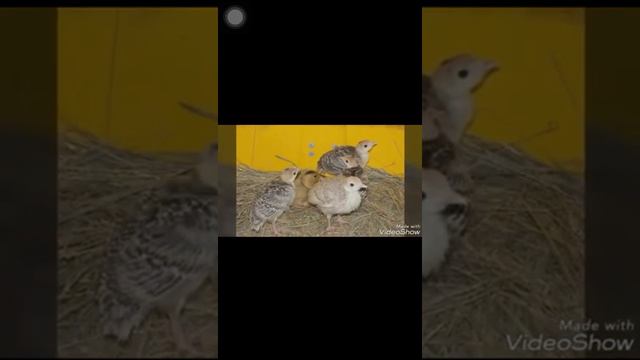 Токтамысова С К 21 04 20 смотреть онлайн
