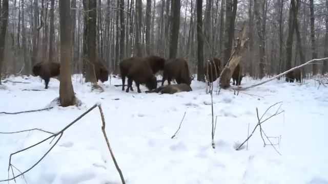 Зубры и мертвый зубренок. [Чернобыльская зона] | Film Studio Aves смотреть онлайн
