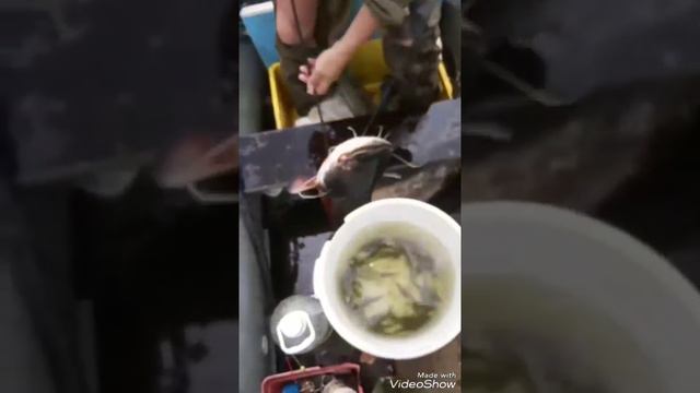 Супер перемёт на сома(улов)ч.18 смотреть онлайн