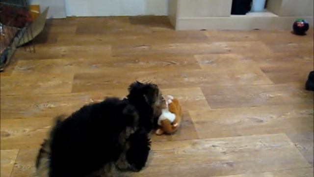 Welsh Terriers Vegus 7 January 2018. смотреть онлайн
