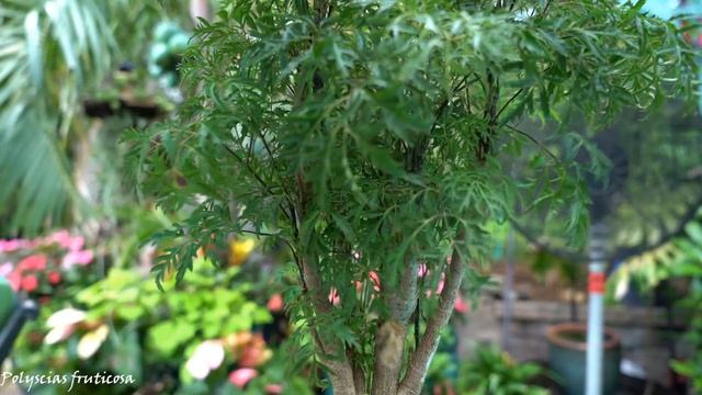 Ming Aralia! Classic House Plants смотреть онлайн