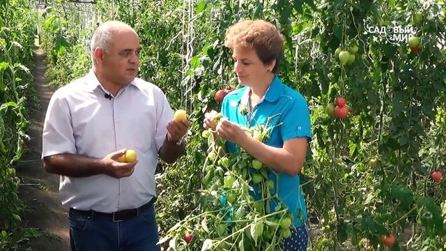 Обязательно посадите! Физалис – вкусный и очень полезный!