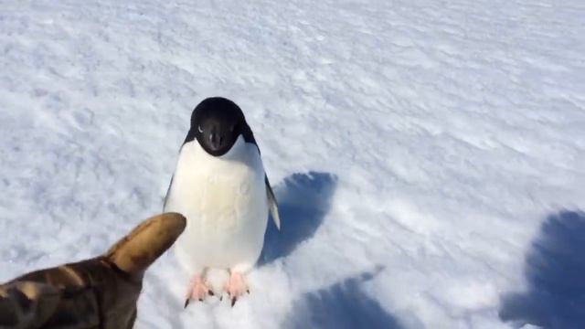 пингвин. смотреть онлайн