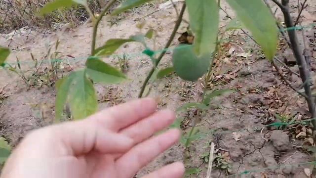 Маракуйя в октябре и когда созреет!? смотреть онлайн