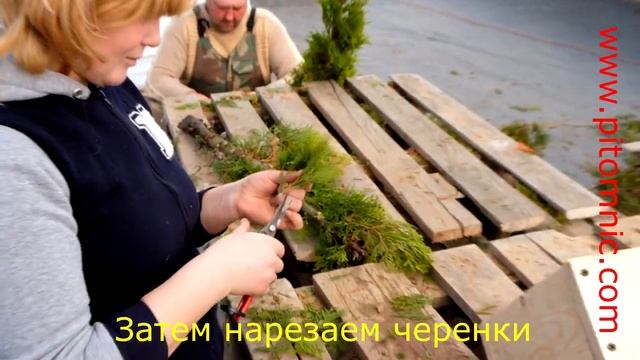 Черенкование туи зимой смотреть онлайн