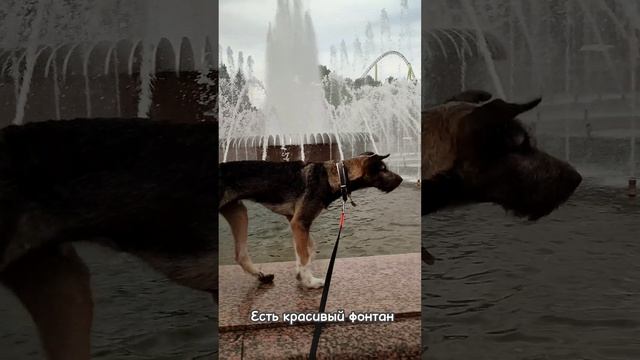 Прогулка с собакой. Приморский парк Победы. Санкт-Петербург