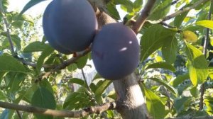 Многосортовая слива Евразия 21 плюс Светлячок.