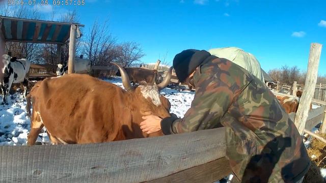 НАШИ КОРОВЫ смотреть онлайн