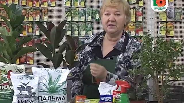Зеленый дом №40: фикусы и уход за ними смотреть онлайн