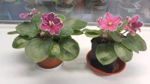 ФИАЛКА АВ - СЕРДЦЕ МАТЕРИ, ФИАЛКИ НА ПОДОКОННИКЕ / violet - AV - Mother's Heart