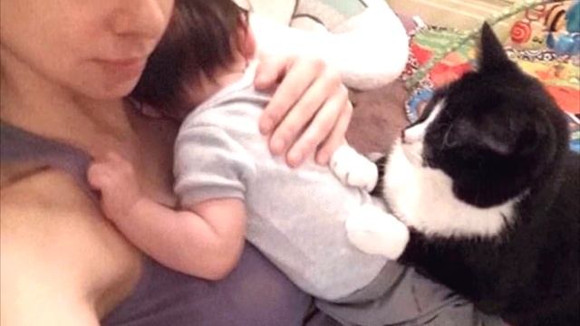 Кошка не слазила с живота беременной девушки Но самое интересное произошло после родов… смотреть онлайн