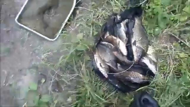 Пензенские рыбаки-Рыбалка на карпа- на реке Сура смотреть онлайн