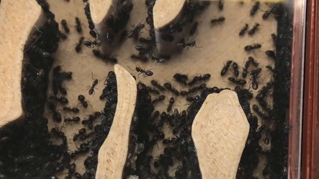 Tapinoma Nigerrimum Update 3 | New Nest & Outworld смотреть онлайн