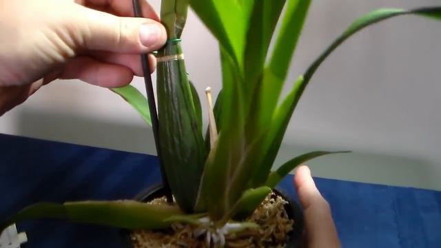 Cambrija Oncidium orhideje od A-Z смотреть онлайн