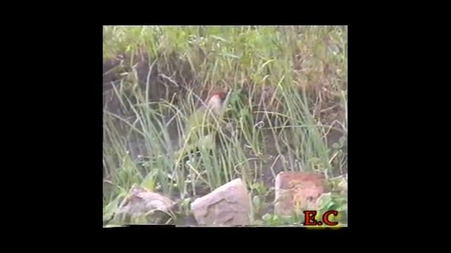 Зеленый дятел. смотреть онлайн