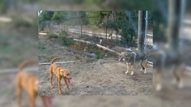 Political Predator - Dogs of War смотреть онлайн