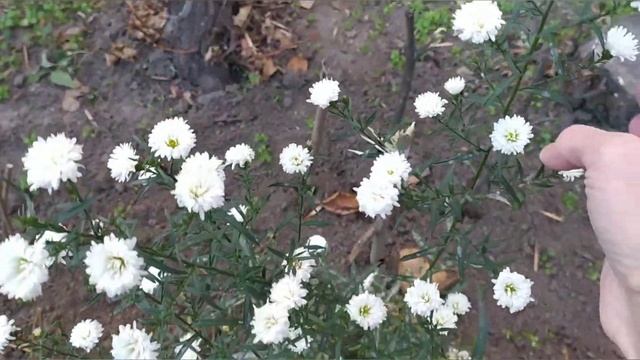 Не спешите вырывать ПЕТУНИЮ.А вы видели белую ОКТЯБРИНКУ? смотреть онлайн