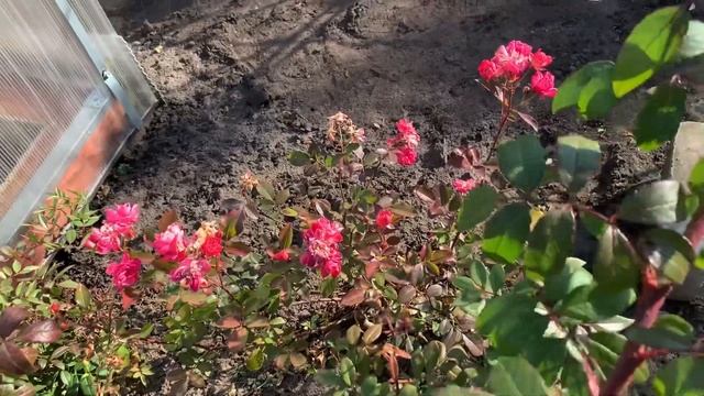 Как обрезать мускусную розу осенью. смотреть онлайн