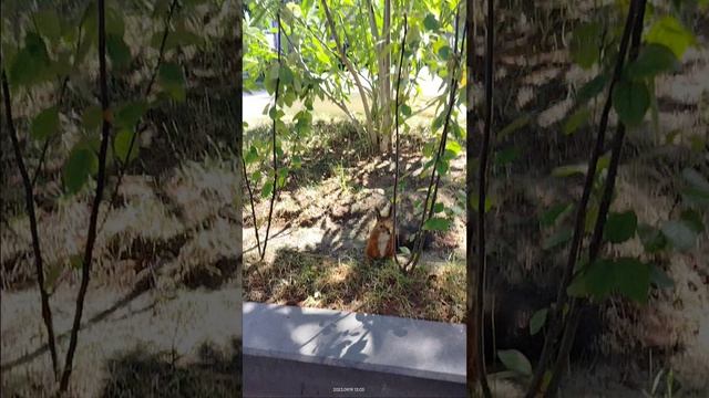 Денис Васильевич