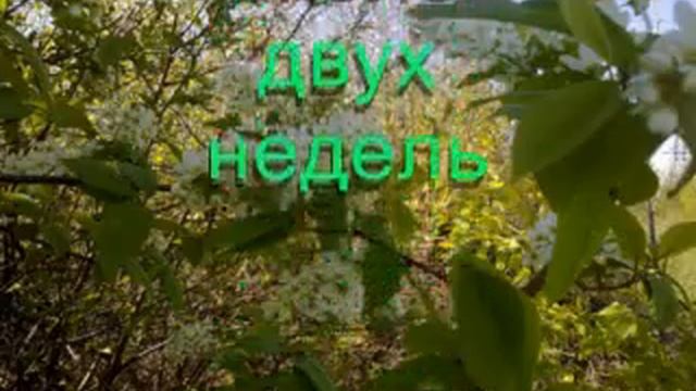 Черёмуха смотреть онлайн