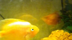 Аквариумные рыбки. Рыбка попугай.
