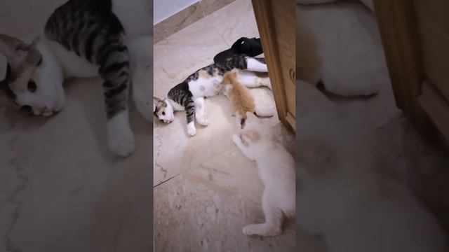 Сосание кошки мамки. смотреть онлайн