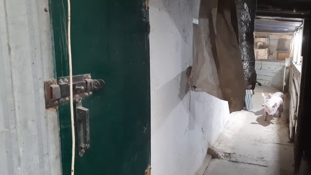 //Разпродажа Дворовых Шелудьковских поросят,папик Максимус//Переезд своим ходом// смотреть онлайн