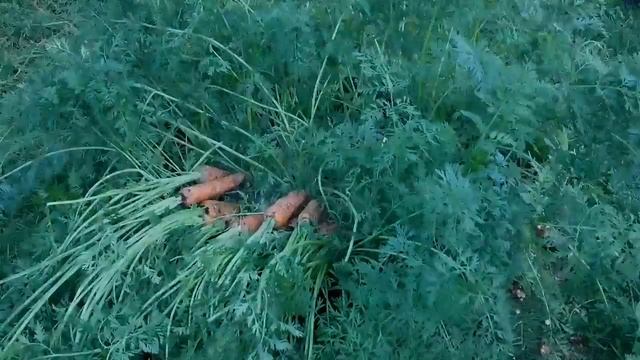 Выращивание МОРКОВИ в МЕШКАХ с МУЛЬЧИРОВАНИЕМ и БЕЗ. 2017 год.  Growing CARROTS in BAGS