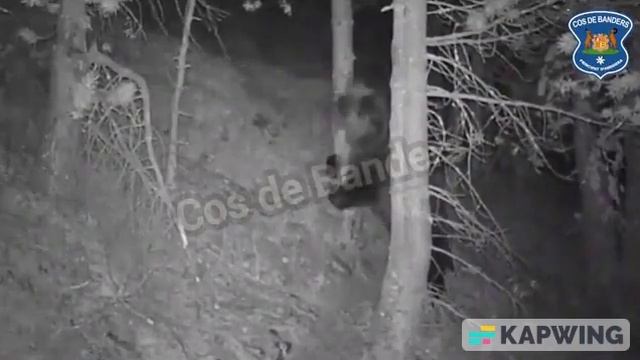 Егери Андорры опубликовали видео бурого медведя в лесу в Ордино смотреть онлайн