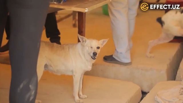 Луиза Расулова в приюте Хаёт Effect.uz смотреть онлайн