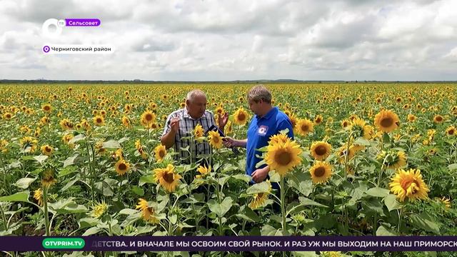 Сельсовет / Подсолнухи / 23.07.2022 смотреть онлайн