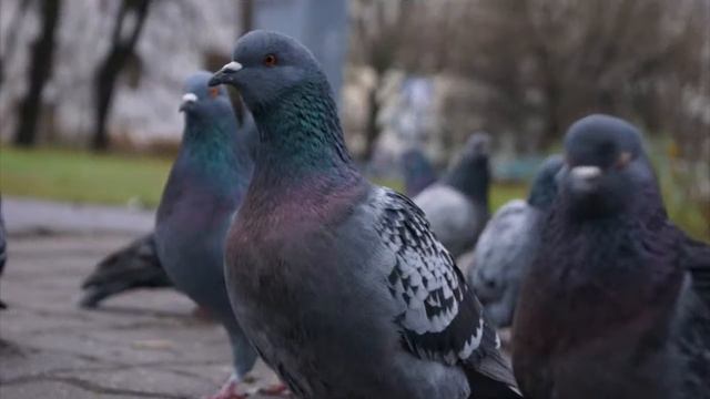 Sony Alpha SLT A77_ Body