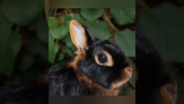 Порода кроликов чёрный огненный смотреть онлайн