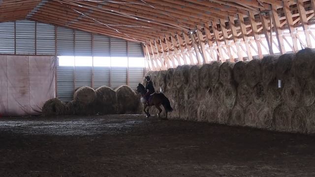 Тренировка В МАНЕЖЕ ? Отвечаю На Комментарии // VLOG смотреть онлайн