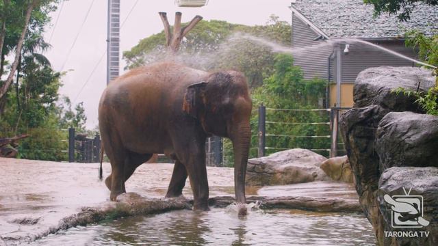 Elephants - Travel the Whole WILD World at Taronga Zoo! смотреть онлайн