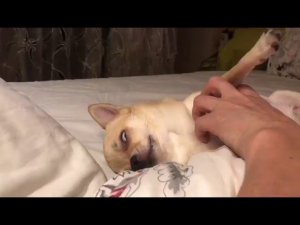 Колыбельная для маленькой собачки! Lullaby for a little dog.
