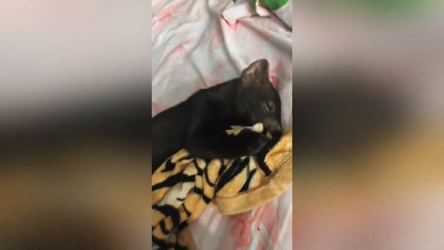 Милые Домашние Животные, Которые Сделают Ваш День намного Лучше и приятнее 🥰 смотреть онлайн
