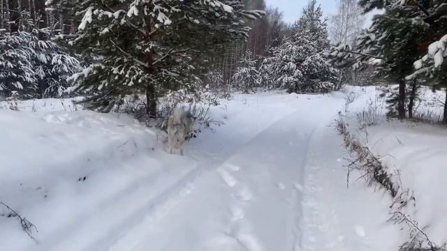 Зимние прогулки Вакая смотреть онлайн