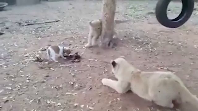 Маленький а злой смотреть онлайн