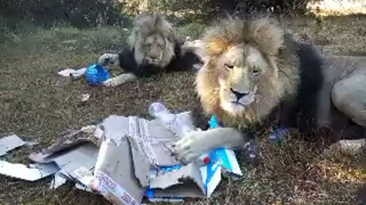 Living_with_lions в прямом эфире!