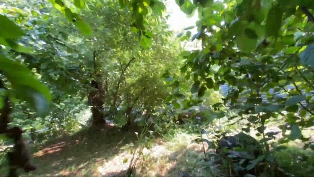 КАК КУПИТЬ ЗЕМЛЮ В ГРУЗИИ БАТУМИ 2021